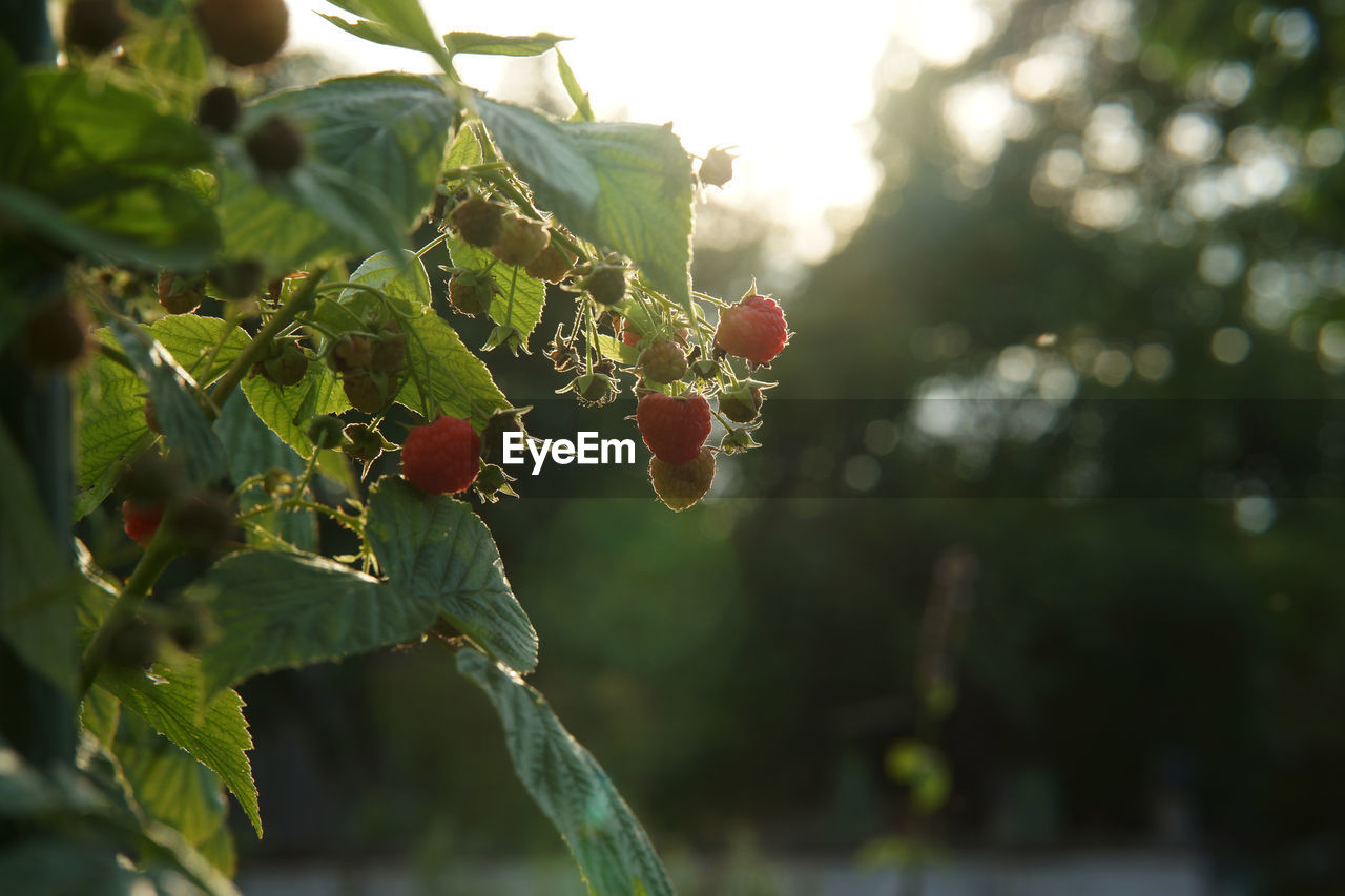 food and drink, fruit, food, plant, healthy eating, nature, leaf, green, branch, growth, tree, plant part, autumn, sunlight, freshness, flower, wellbeing, agriculture, no people, day, outdoors, close-up, produce, berry, focus on foreground, organic, selective focus, red, beauty in nature, ripe, landscape, rural scene, juicy, macro photography, land, summer