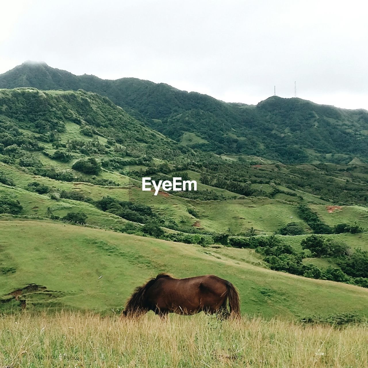 Horse grazing on grassy field against mountains