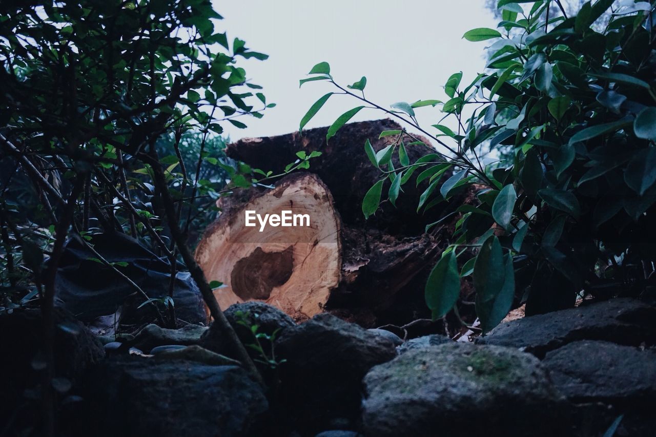 Low angle view of wooden log lying on rock