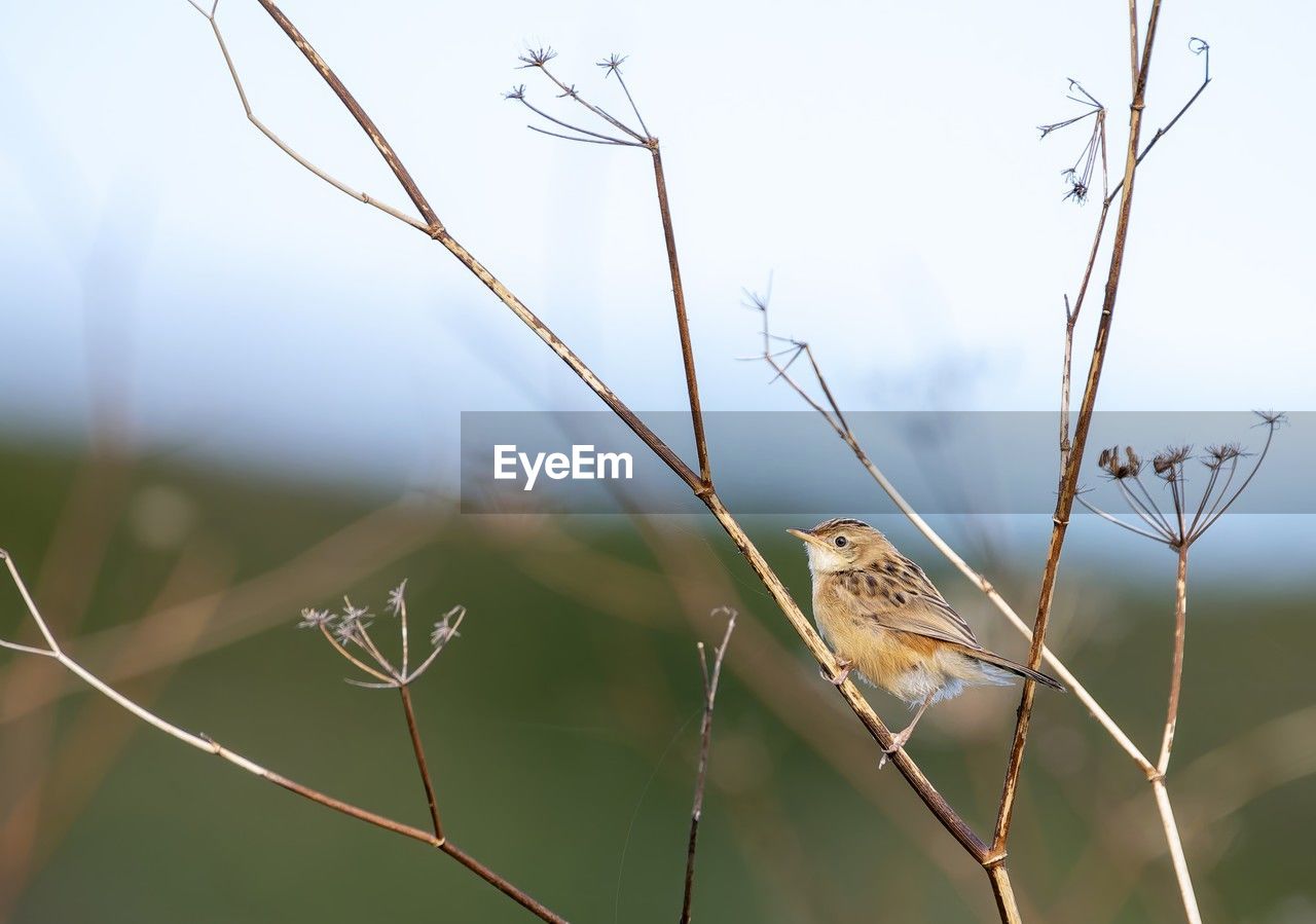 nature, animal, animal themes, grass, branch, animal wildlife, bird, wildlife, plant, twig, one animal, no people, leaf, focus on foreground, flower, macro photography, outdoors, day, perching, tree, close-up, beauty in nature, sparrow