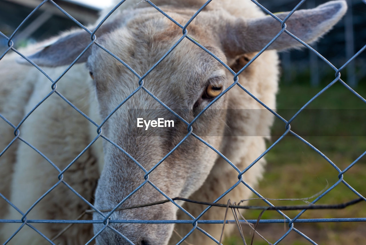 fence, mammal, animal, animal themes, one animal, chainlink fence, domestic animals, dog, pet, security, animal body part, protection, no people, focus on foreground, metal, wire, close-up, animal shelter, carnivore, portrait, day, animal wildlife, animal head, outdoors, livestock, canine, wildlife, nature, animals in captivity, looking at camera