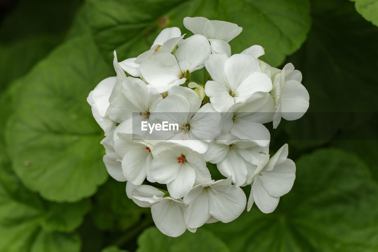 CLOSE-UP OF WHITE FLOWERING PLANT AGAINST BLURRED BACKGROUND