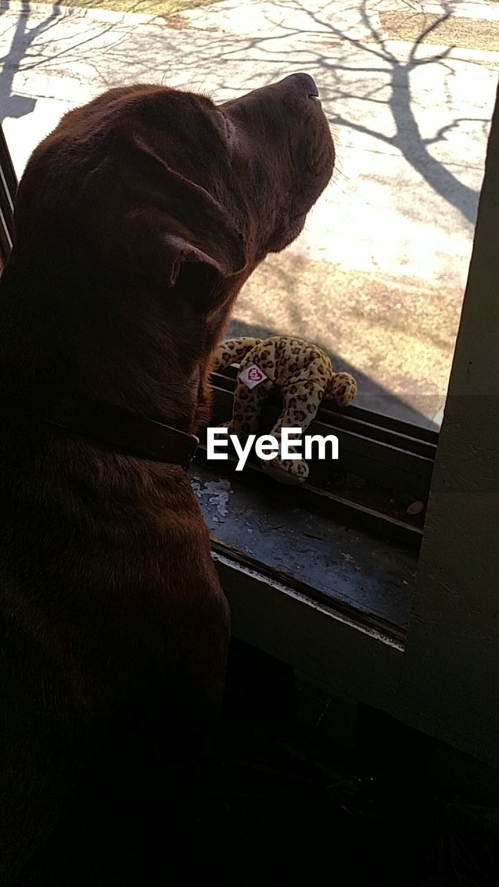 Close-up dog looking through window