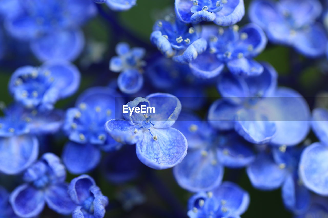 Close-up of purple flower blooming against blue sky