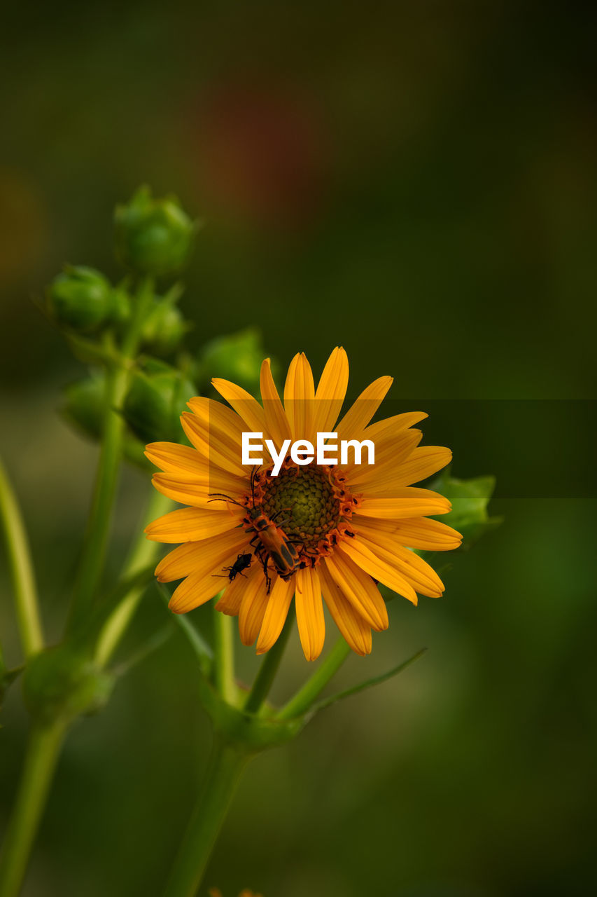 Close-up of insect on yellow flower