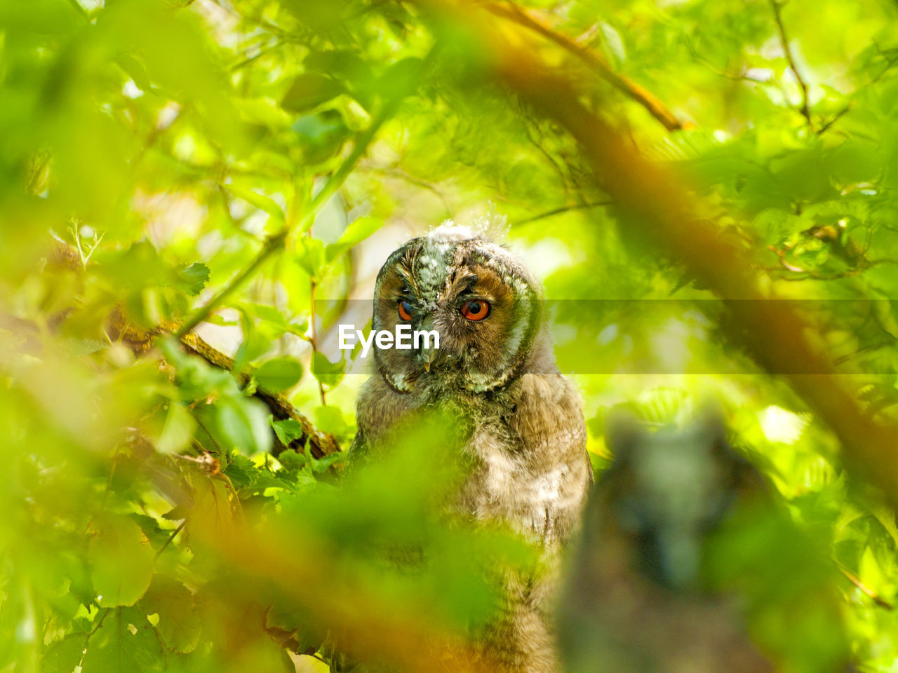 CLOSE-UP OF OWL AGAINST TREE