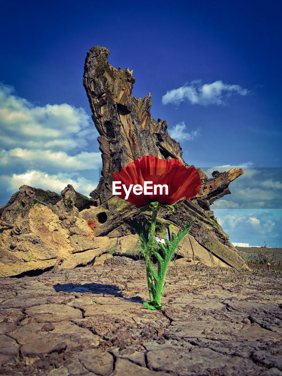 Low angle view of flowers against blue sky