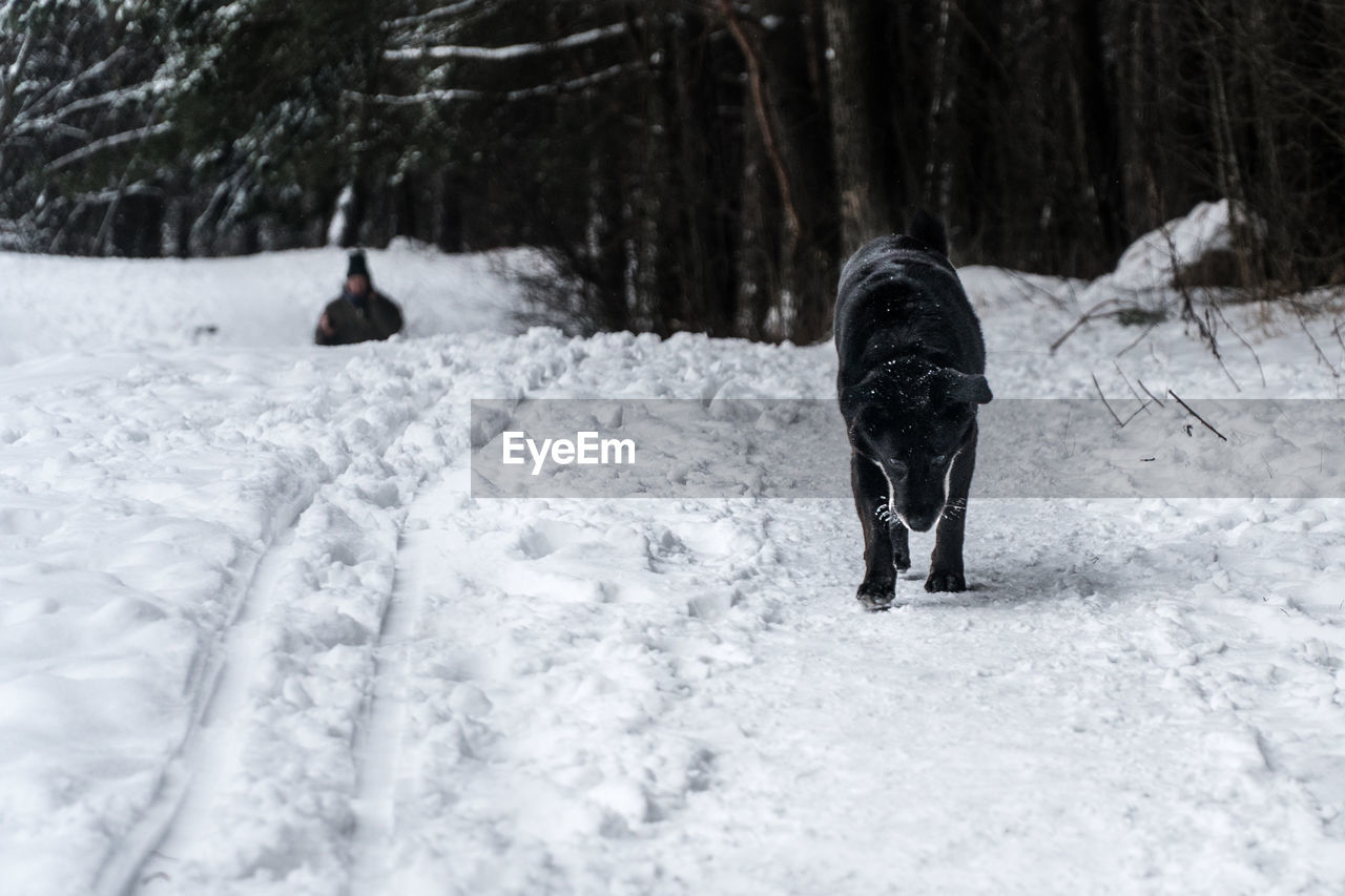 Dog on snow covered field