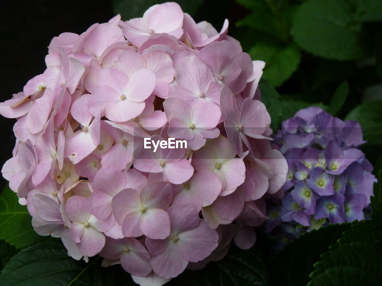 Close-up of pink hydrangea flowers