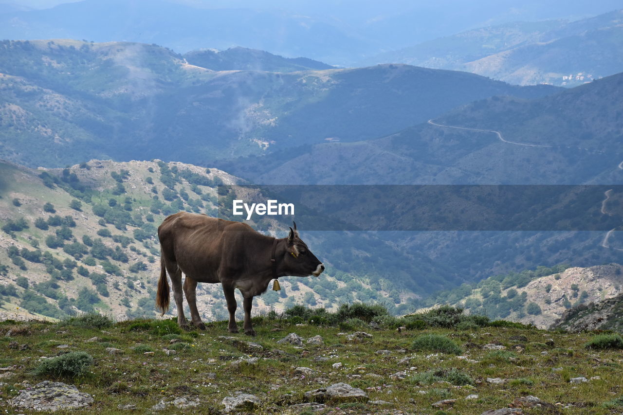 Cow standing on landscape