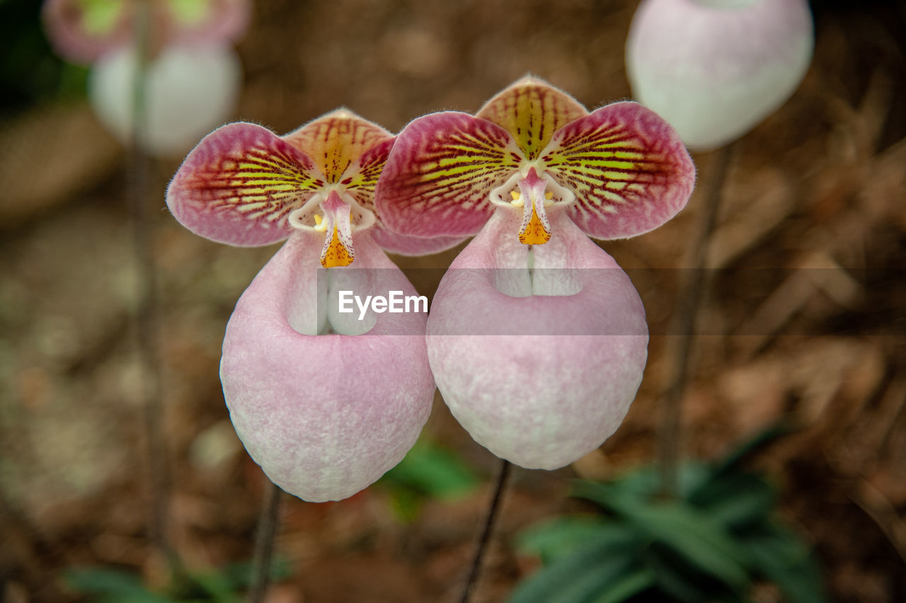 Paphiopedilum micranthum orchids