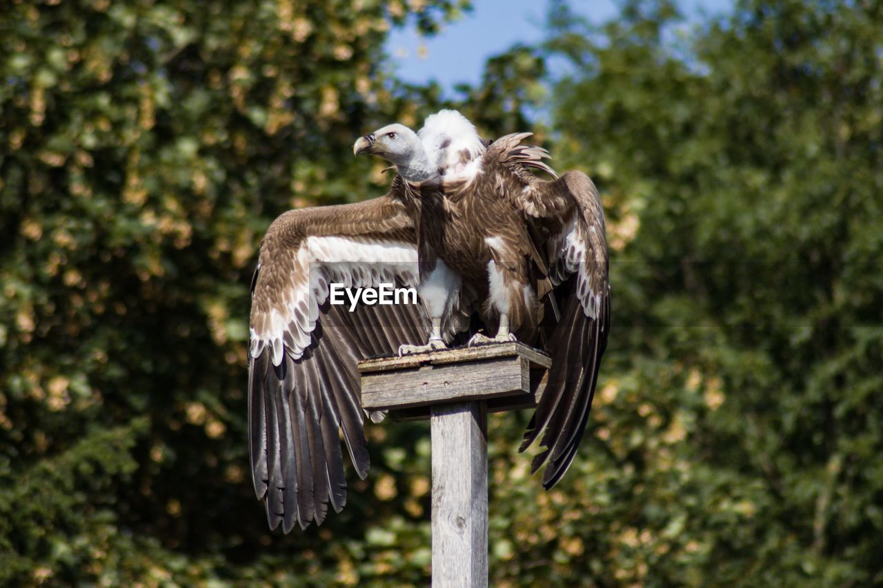 BIRD PERCHING ON WOODEN POST