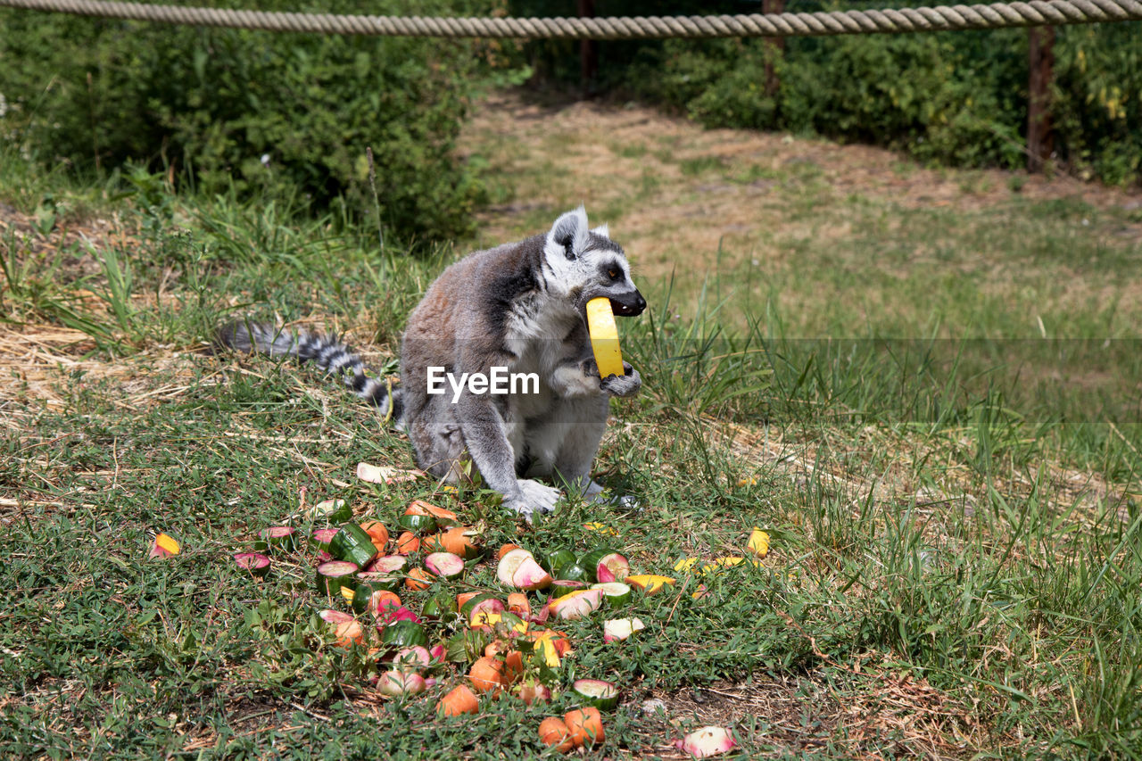 SQUIRREL EATING FOOD ON PLANT