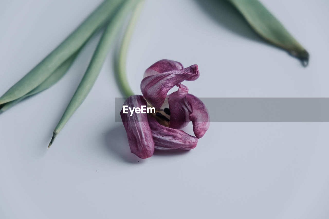 flower, freshness, plant, food and drink, food, studio shot, petal, vegetable, purple, indoors, wellbeing, healthy eating, violet, no people, still life, ingredient, flowering plant, spice, close-up, nature, plant part, leaf, organic, beauty in nature, pink, produce, green