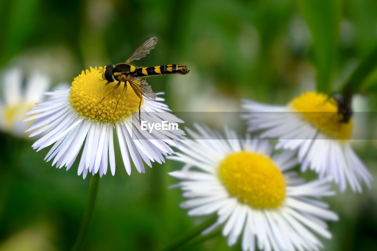 CLOSE-UP OF INSECT ON WHITE FLOWERING