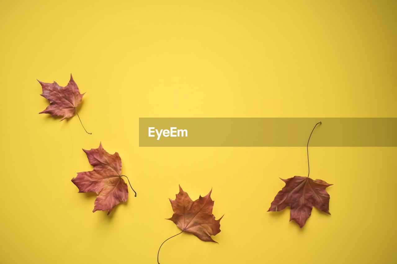 CLOSE-UP OF DRY MAPLE LEAVES ON YELLOW BACKGROUND