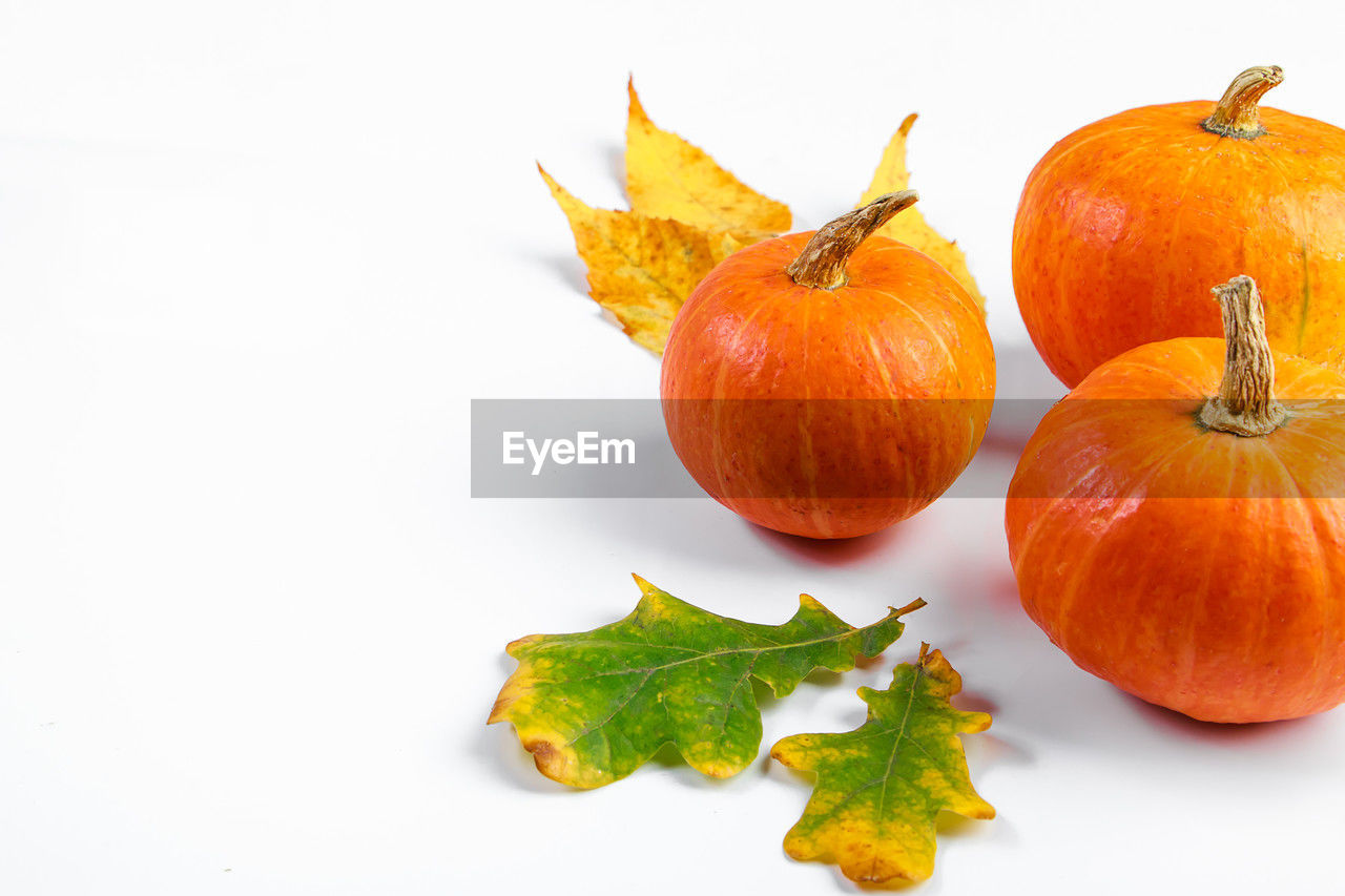 food and drink, food, pumpkin, vegetable, autumn, healthy eating, freshness, orange color, wellbeing, leaf, produce, plant part, studio shot, winter squash, gourd, no people, celebration, still life, halloween, nature, fruit, indoors, cut out, group of objects, plant, organic, squash - vegetable, agriculture, copy space, holiday, ingredient