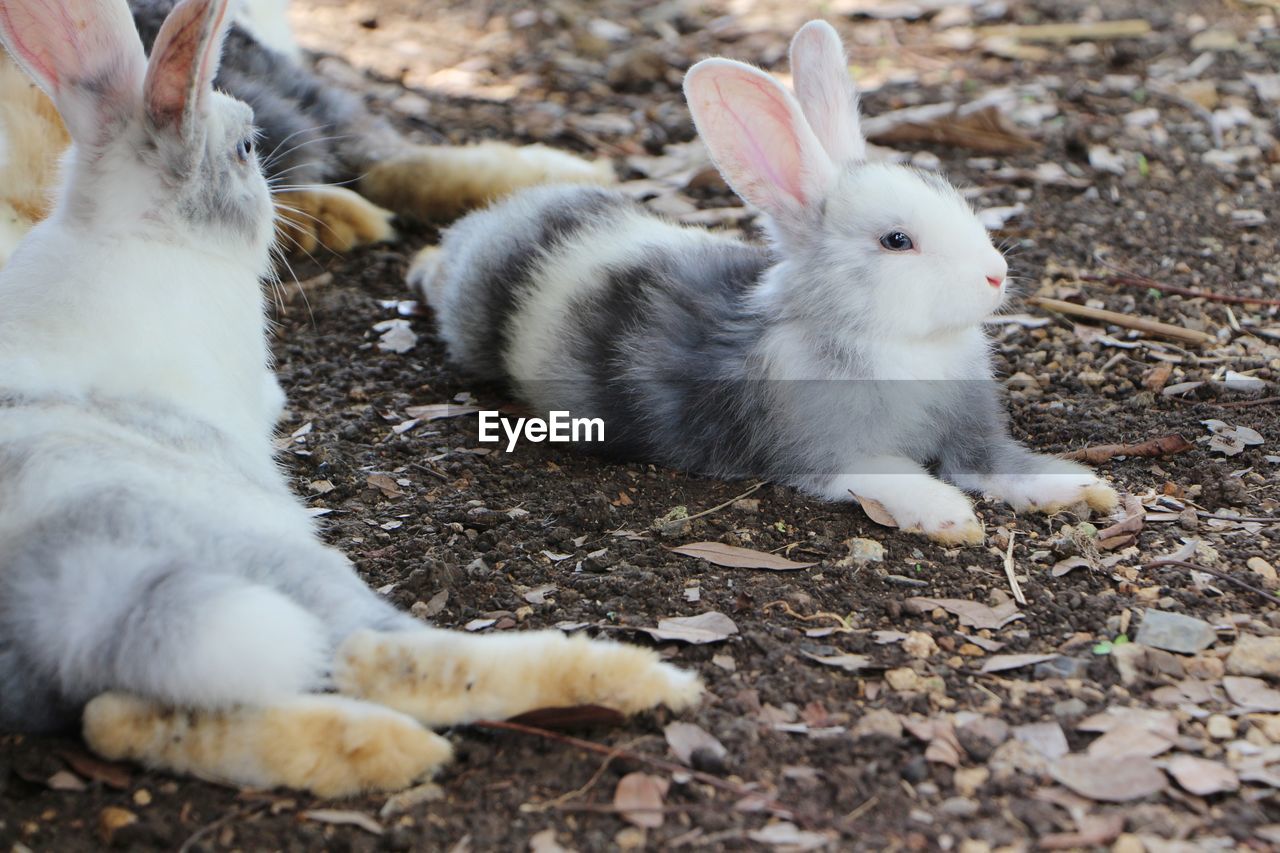 HIGH ANGLE VIEW OF SHEEP ON FIELD