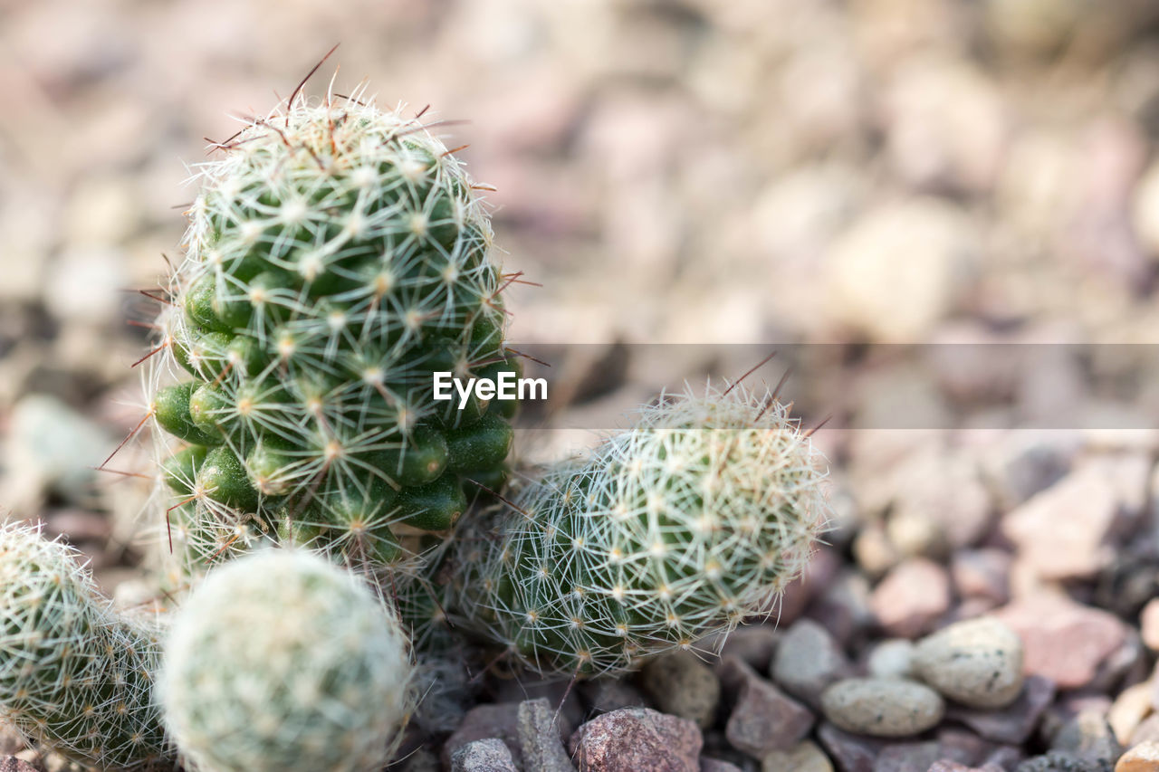 CLOSE-UP OF SUCCULENT PLANT DURING SUNSET