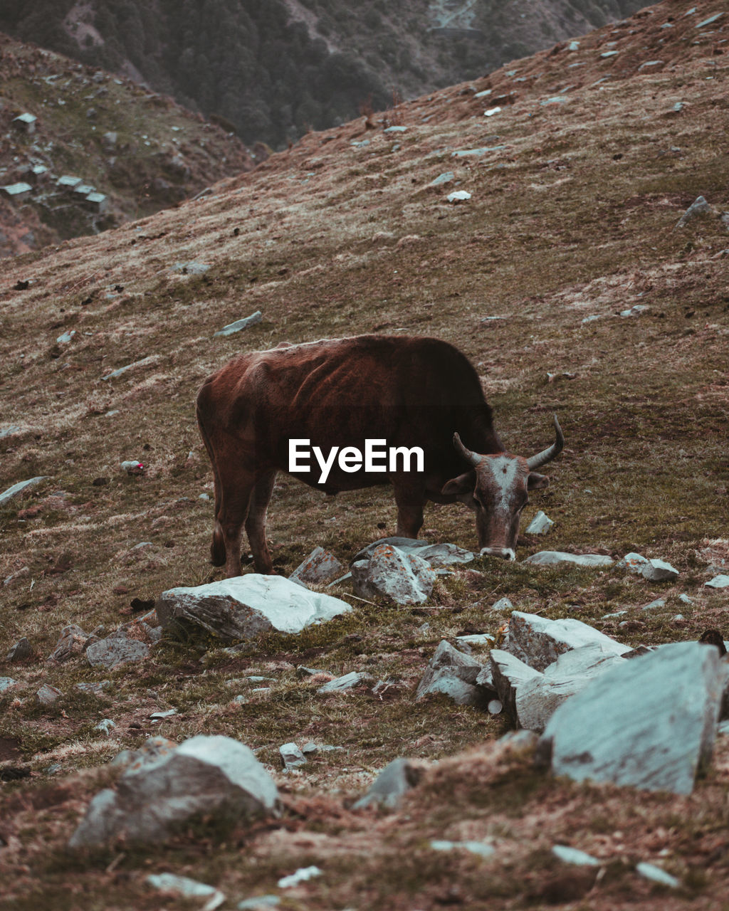 Bull grazing on field