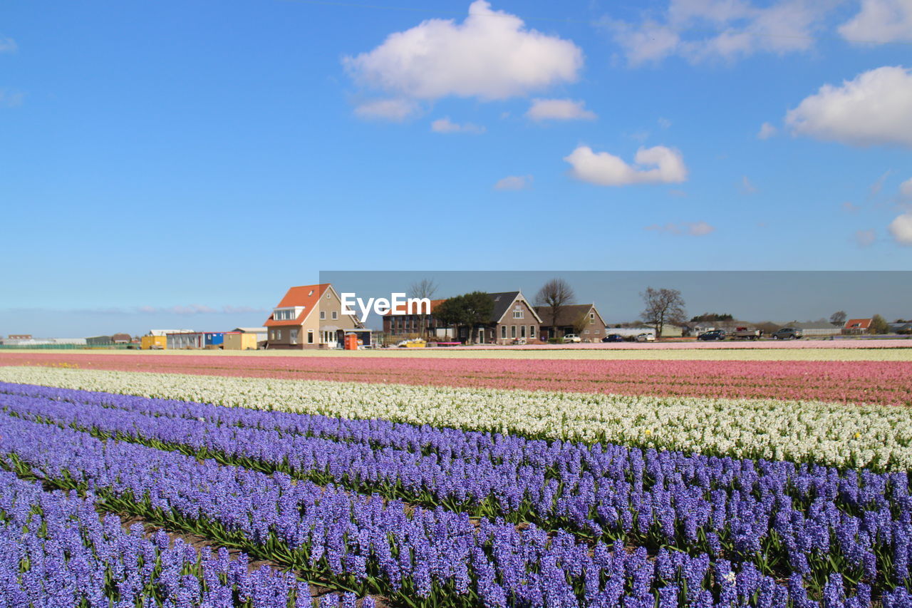 Scenic view of flower field by houses against sky