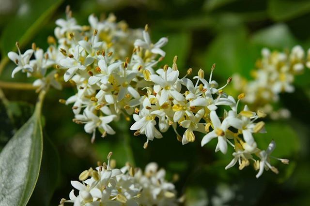 CLOSE-UP OF WHITE FLOWERS BLOOMING OUTDOORS