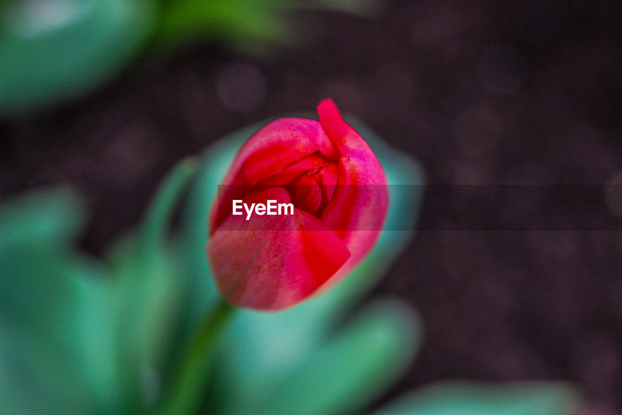 flower, flowering plant, plant, beauty in nature, freshness, close-up, petal, macro photography, green, fragility, rose, red, flower head, inflorescence, nature, pink, plant stem, no people, focus on foreground, growth, tulip, selective focus, outdoors, leaf, bud, plant part, springtime