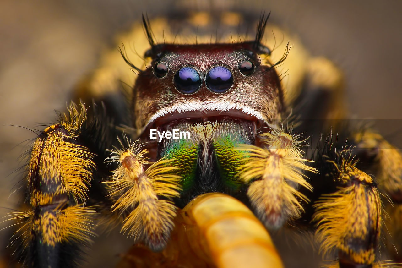 EXTREME CLOSE-UP OF SPIDER
