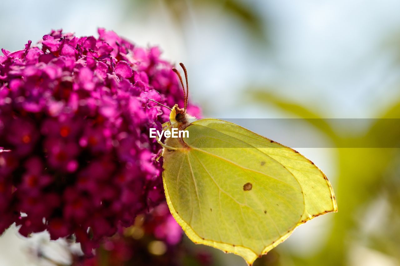 CLOSE-UP OF BUTTERFLY POLLINATING FLOWER