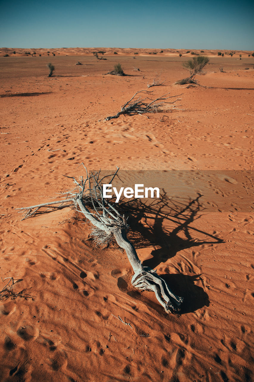 Driftwood on sand in desert against sky