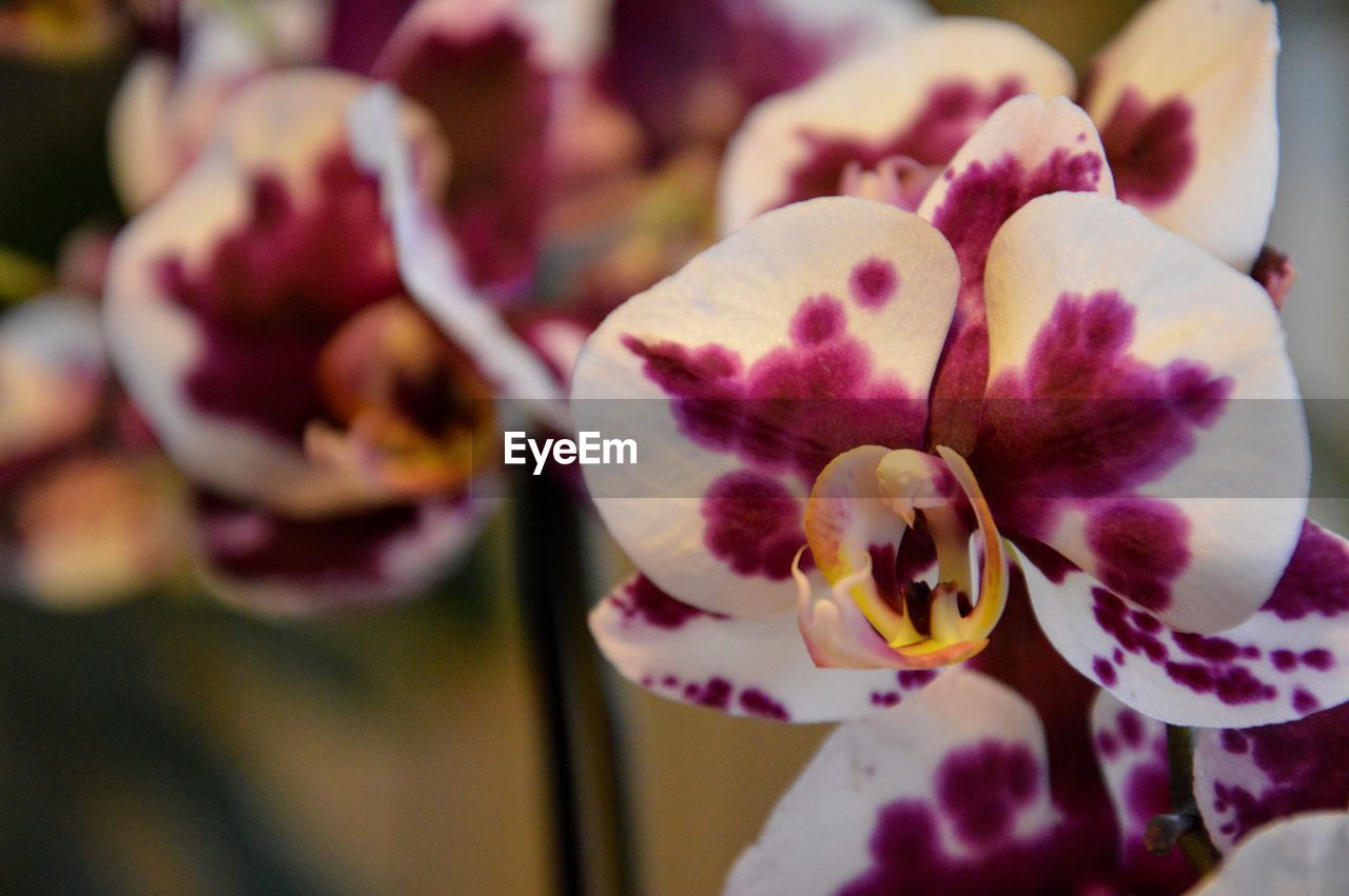 Close-up of pink orchid blooming outdoors