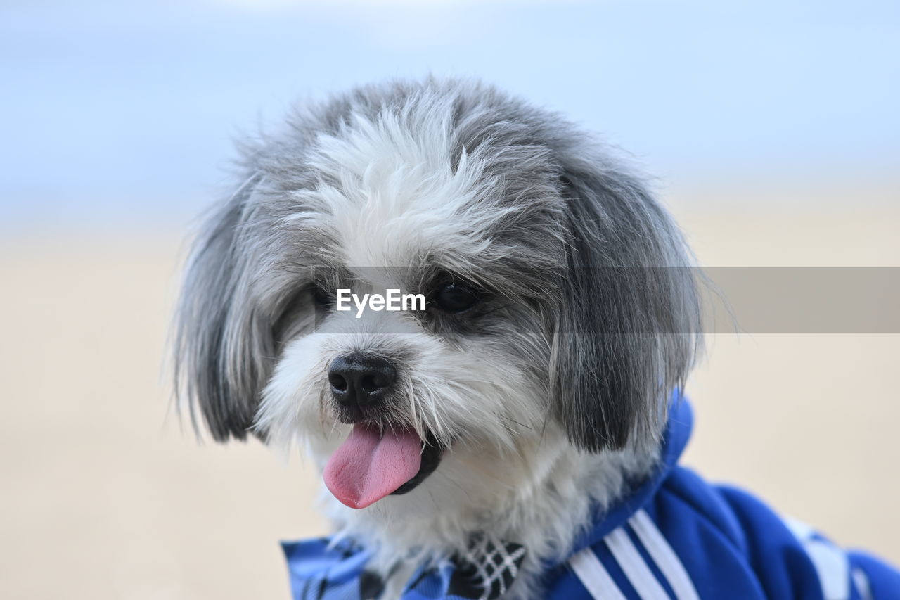 one animal, dog, canine, domestic animals, pet, animal themes, mammal, animal, puppy, portrait, blue, havanese, lap dog, cute, young animal, facial expression, animal body part, animal hair, sticking out tongue, animal head, focus on foreground, close-up
