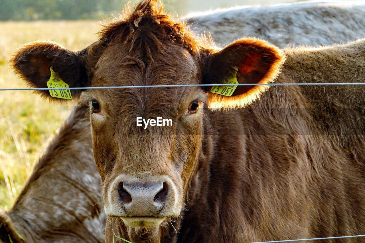 CLOSE-UP PORTRAIT OF A COW