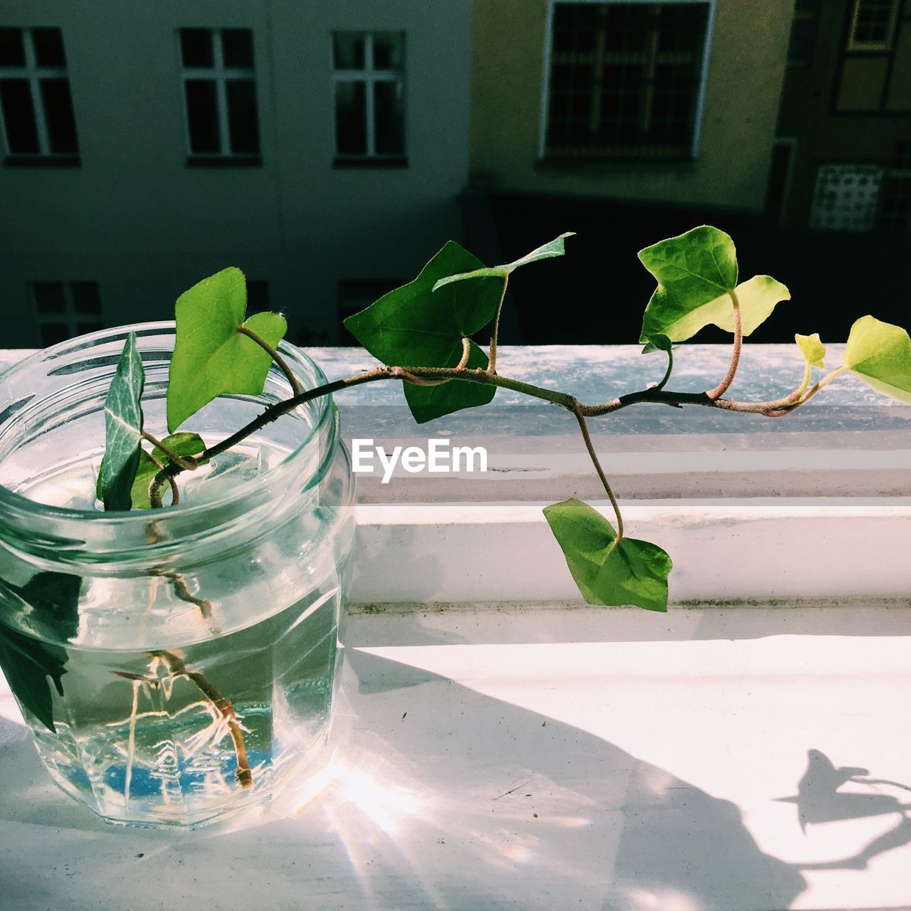 High angle view of ivy plant in jar on window sill