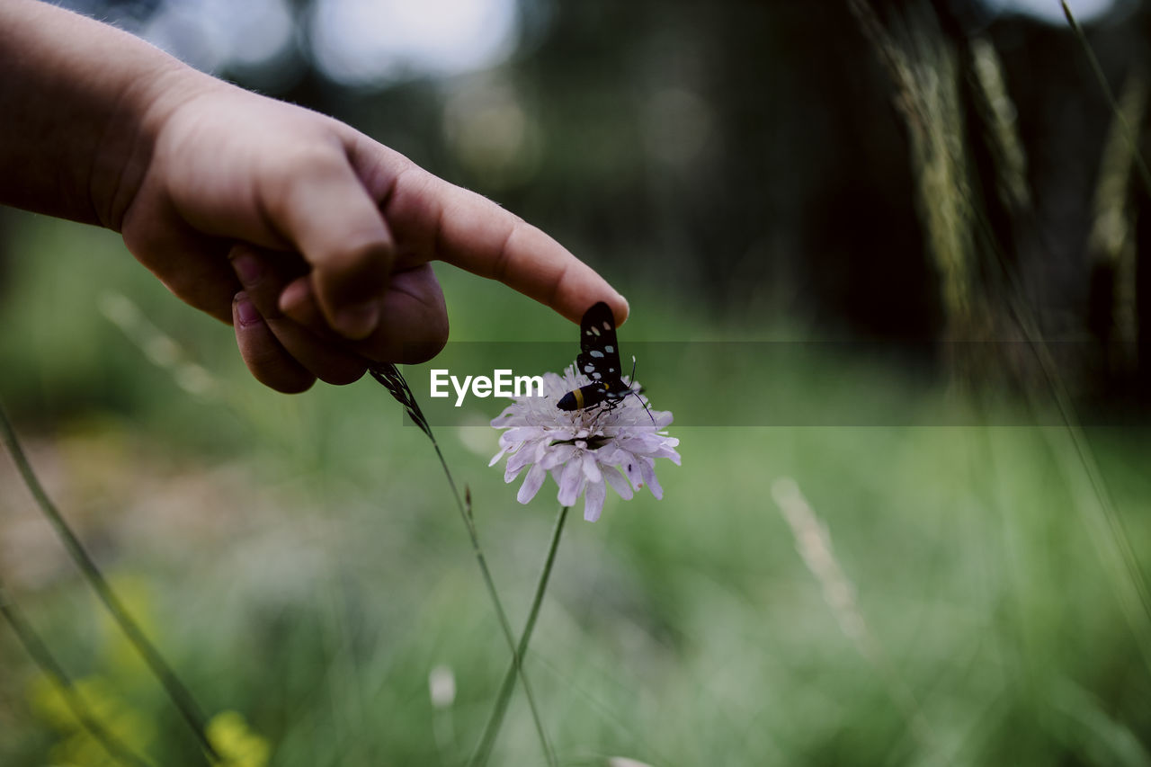 Cropped child's hand touching a butterfly on a flower. peaceful nature moment.