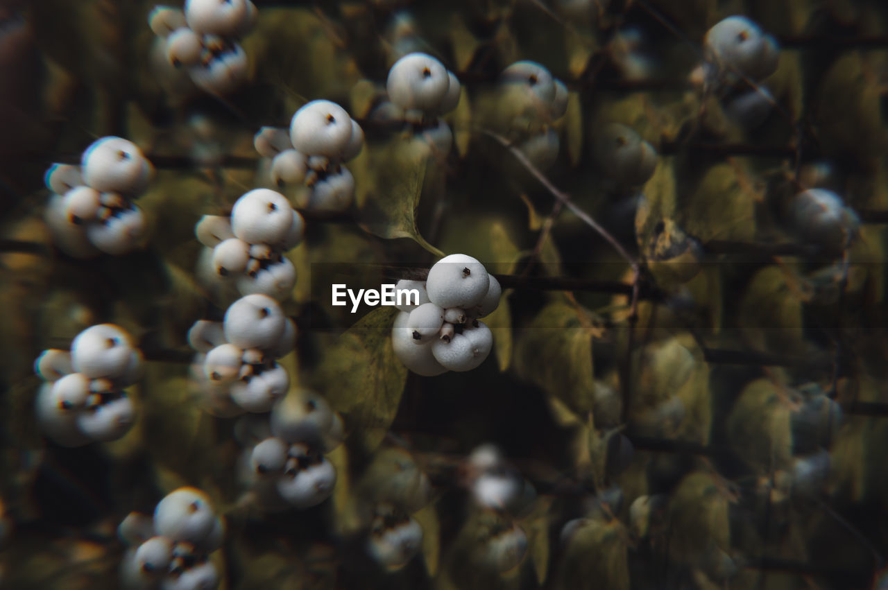Full frame shot of white berries