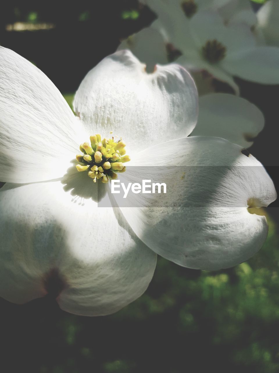 CLOSE-UP OF WHITE FLOWER