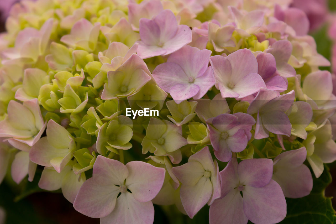 Close-up of pink flowering plants hydrangea 