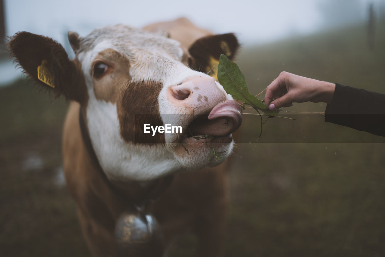 Cropped image of hand feeding cow