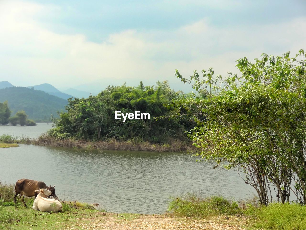 SCENIC VIEW OF LAKE AGAINST TREES