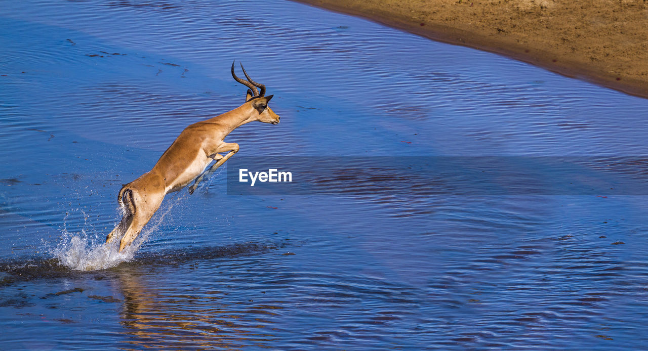 High angle view of impala jumping in lake