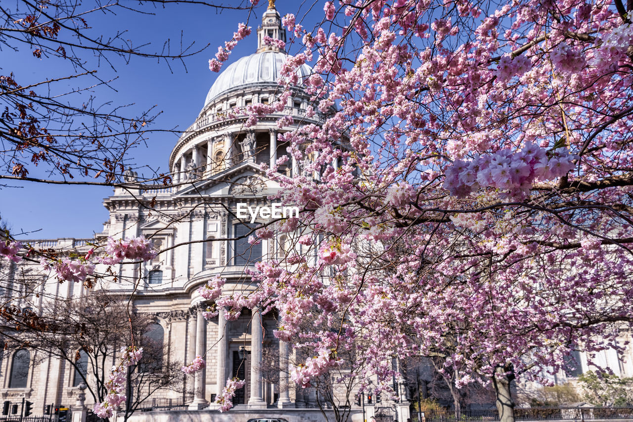 LOW ANGLE VIEW OF CHERRY BLOSSOM TREE AGAINST BUILDING