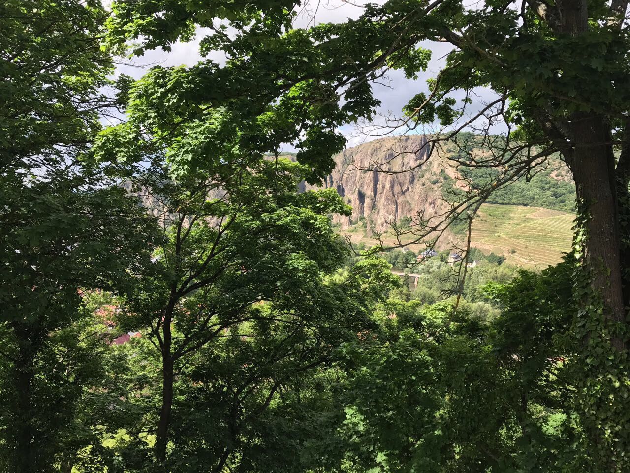 VIEW OF TREES IN FOREST