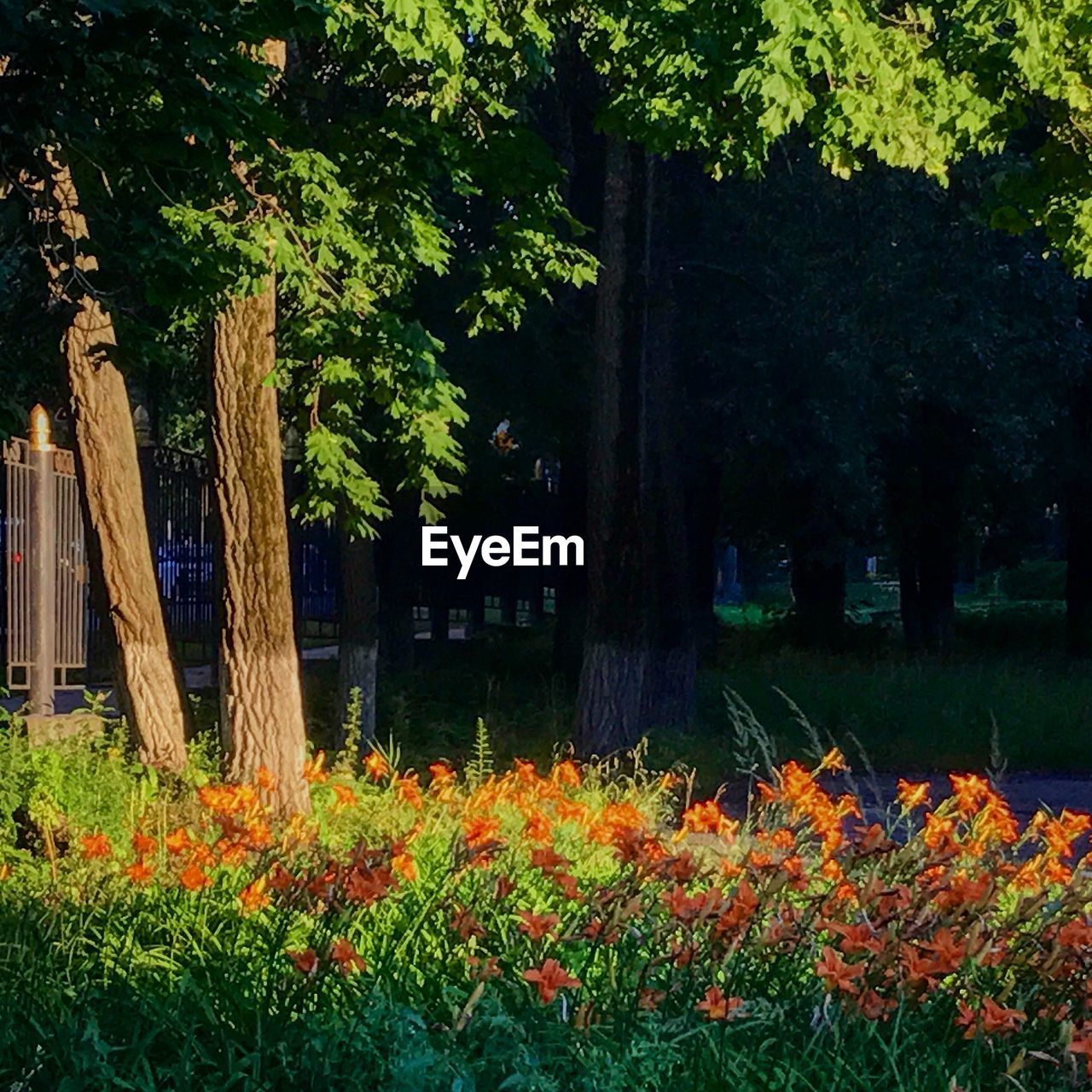 SCENIC VIEW OF FLOWERING PLANTS ON LAND