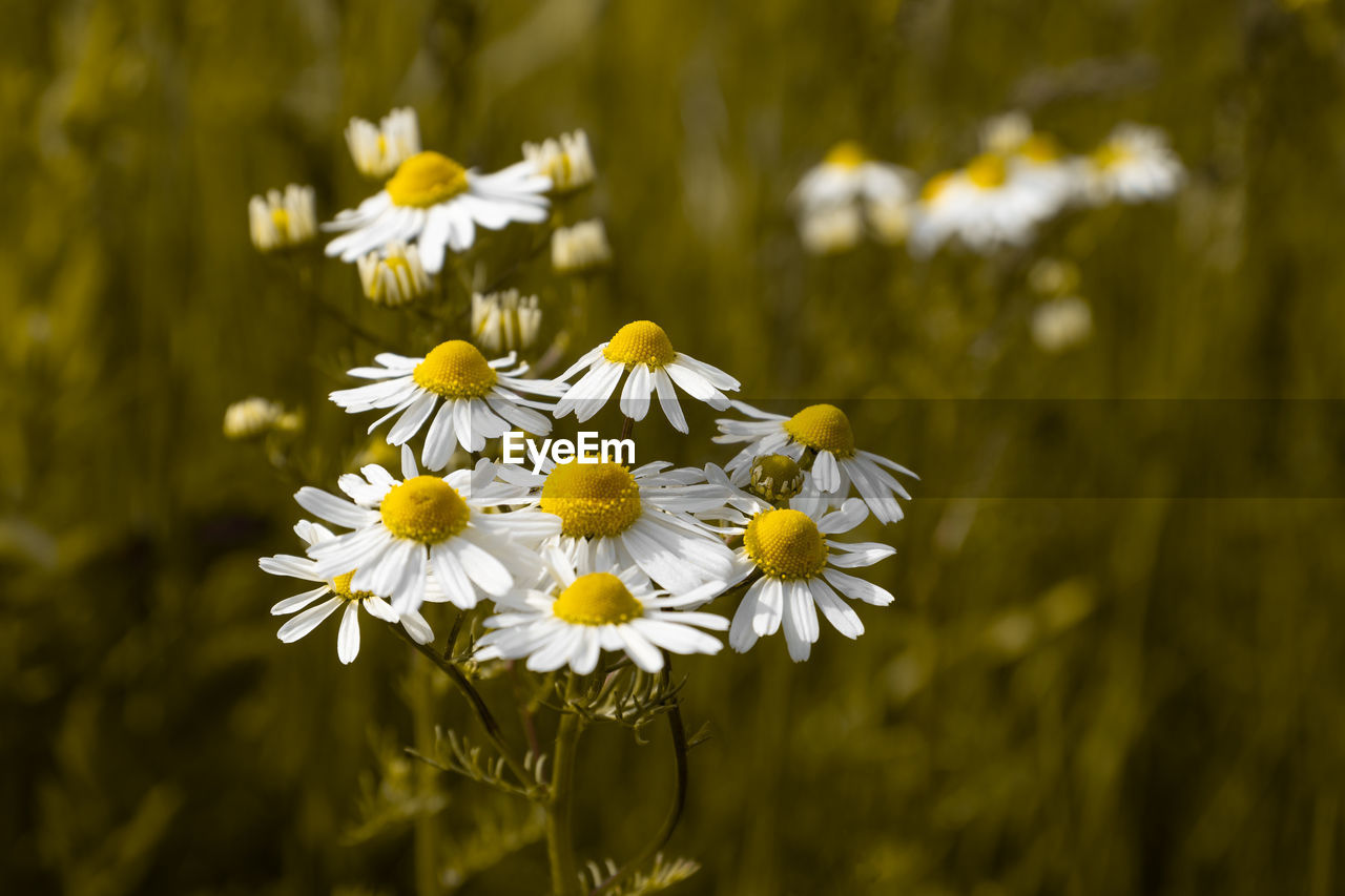 flower, flowering plant, plant, freshness, beauty in nature, nature, yellow, meadow, field, flower head, fragility, close-up, white, petal, daisy, sunlight, macro photography, wildflower, grass, growth, inflorescence, focus on foreground, no people, springtime, summer, environment, blossom, landscape, land, outdoors, botany, rural scene, pollen, plain, animal wildlife, day