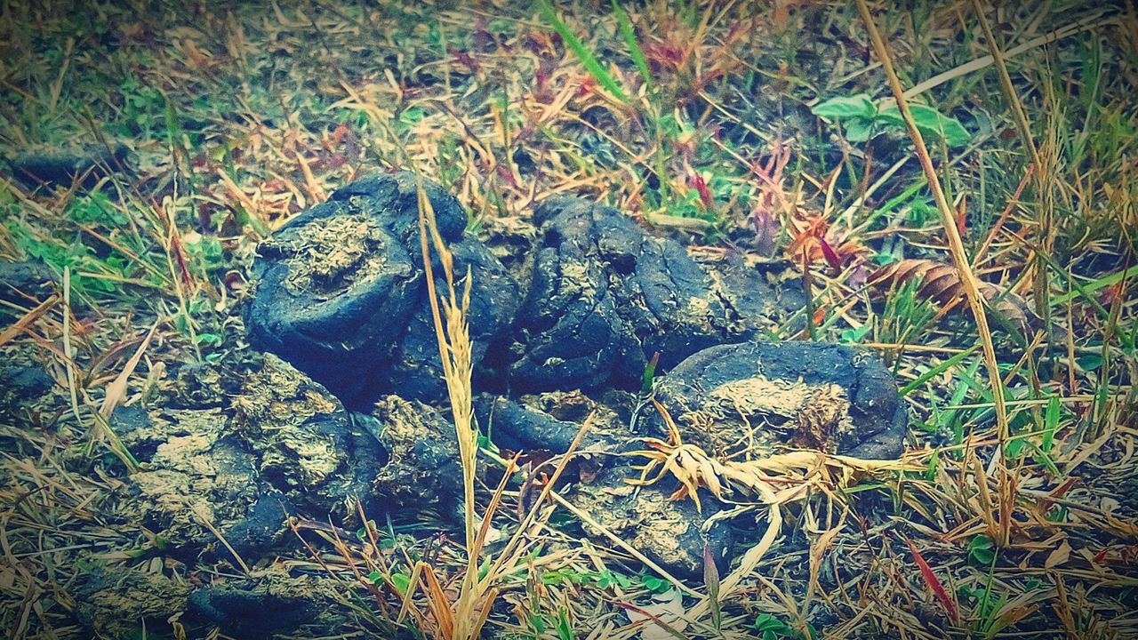 FULL FRAME SHOT OF PLANTS GROWING IN FIELD