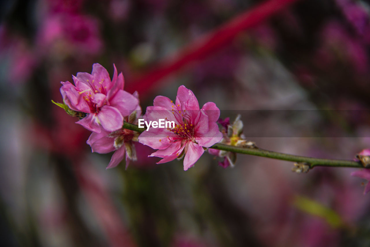 CLOSE-UP OF PINK CHERRY BLOSSOM PLANT