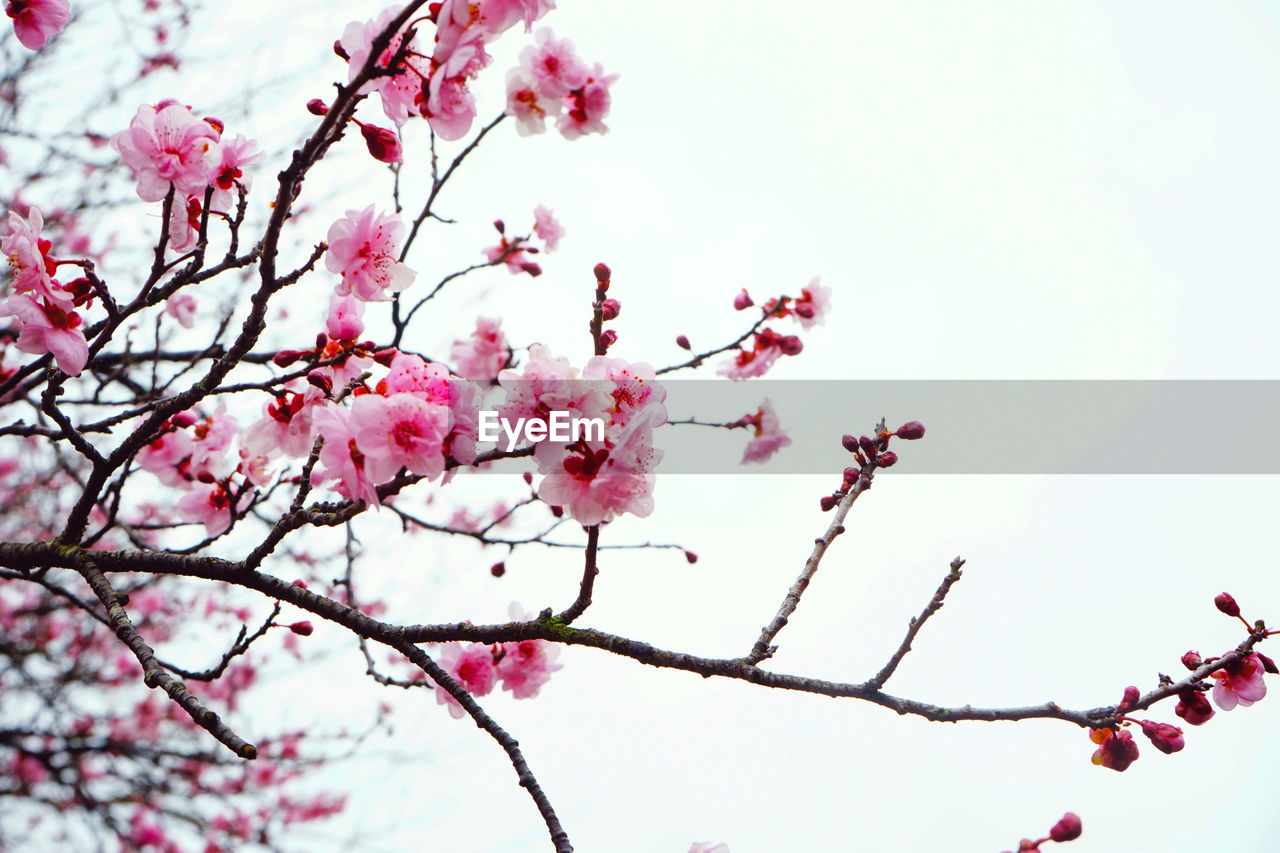 Close-up of pink flowers against clear sky