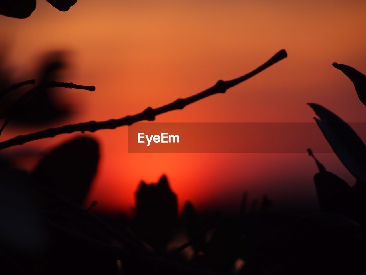 CLOSE-UP OF PLANTS AT SUNSET