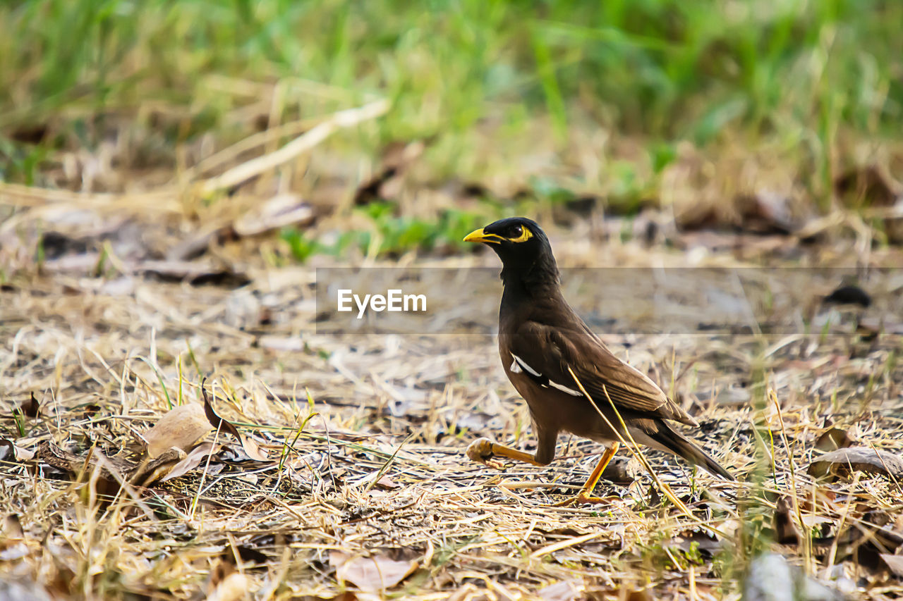 CLOSE-UP OF A BIRD ON FIELD